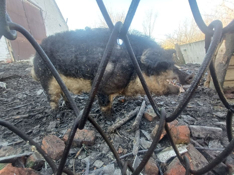 Кнур венгерська пухова мангалиця