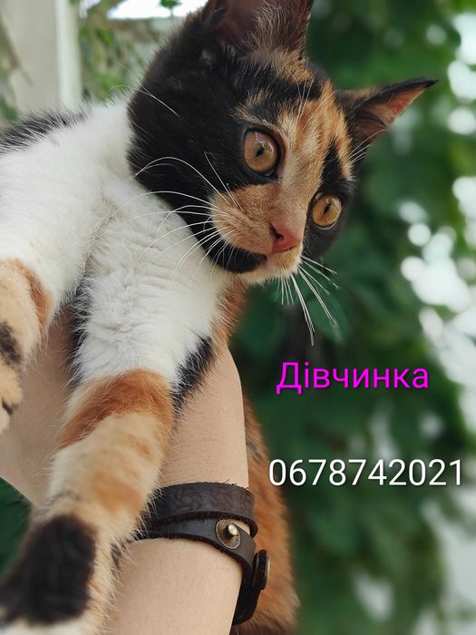 Шукають родини кошенята 3 місяці