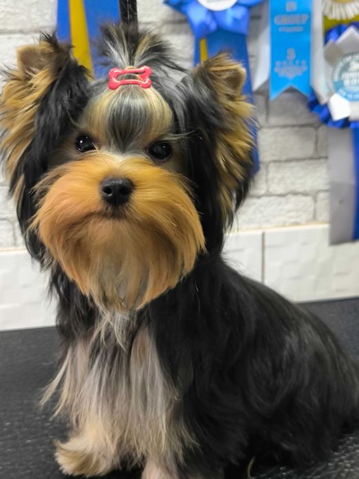 Грумінг собак, стрижка собак