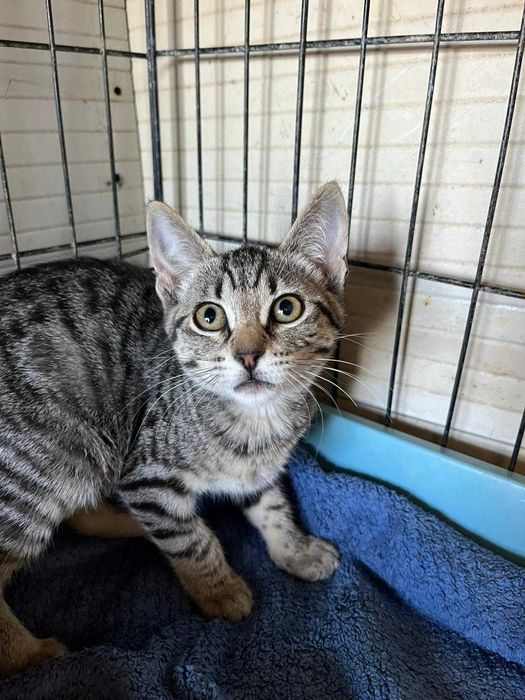 Jasmim - gatinha para adopção