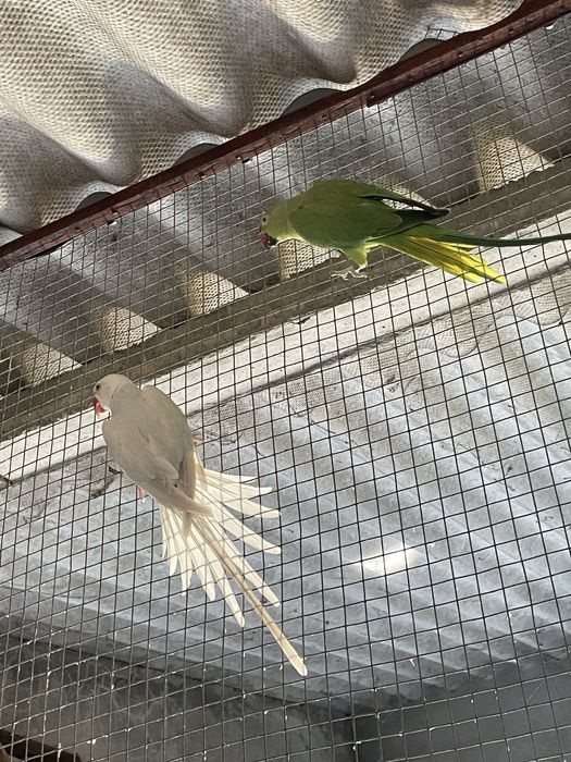 Dois casais Ring neck adultos