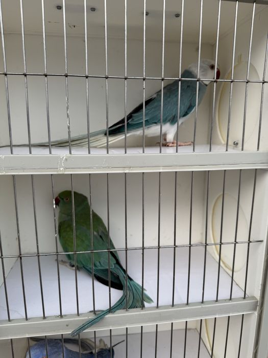 Sprzedam papugi