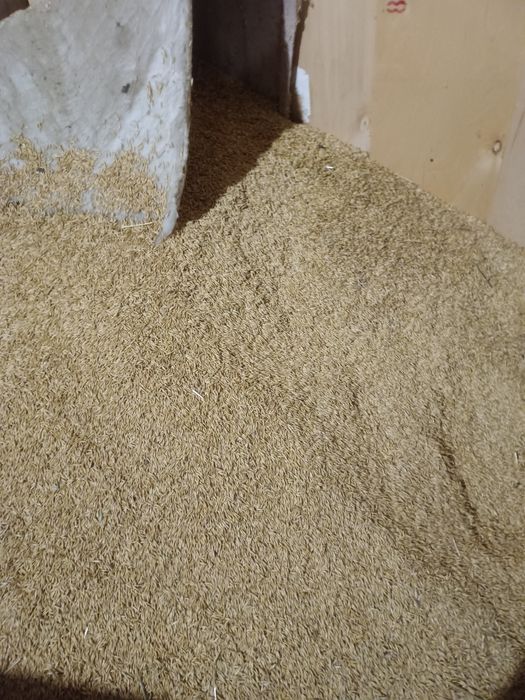 Sprzedaż żyta ze żniw