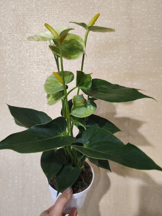 Антуріум 4 сорта