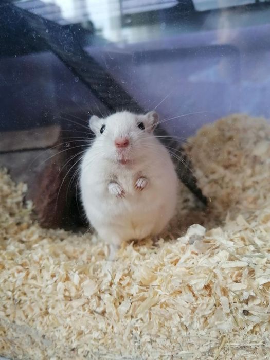 Продам мишок піщанок