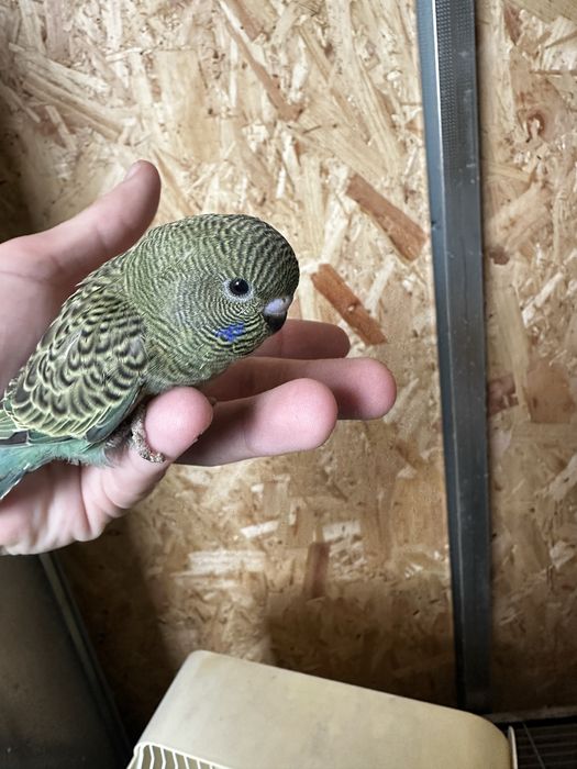 Periquito anilinados