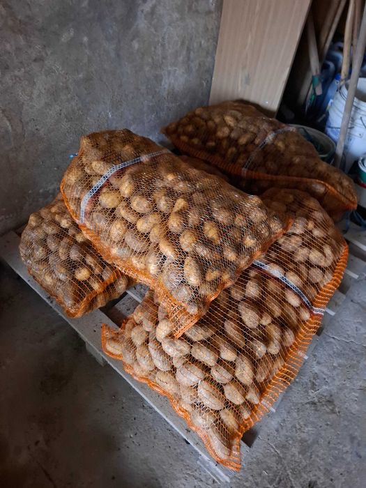 Sprzedam sadzeniaki Queen Anna rok po centrali worki 25 kg