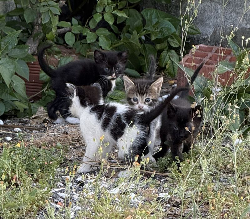 Gatinhos para adopção responsável