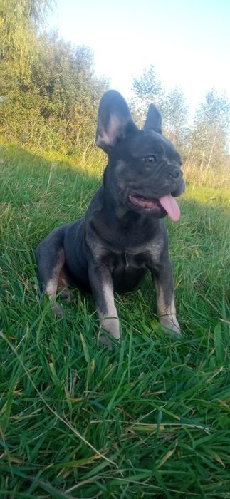 Французькі аристократки