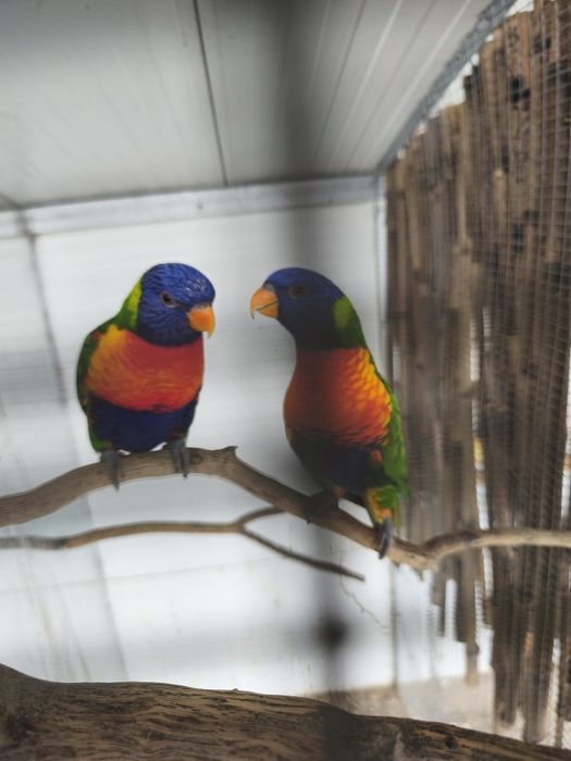 Loris malucanos super meigos