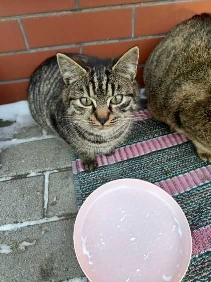 Cudna kicia szuka domku