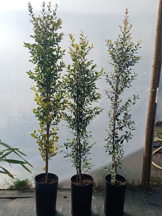 Eugénias Myrtifolia