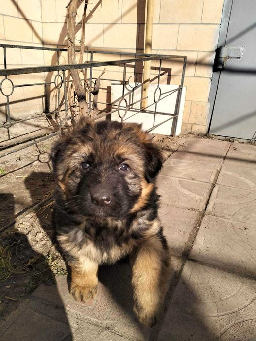 Німецька вівчарка