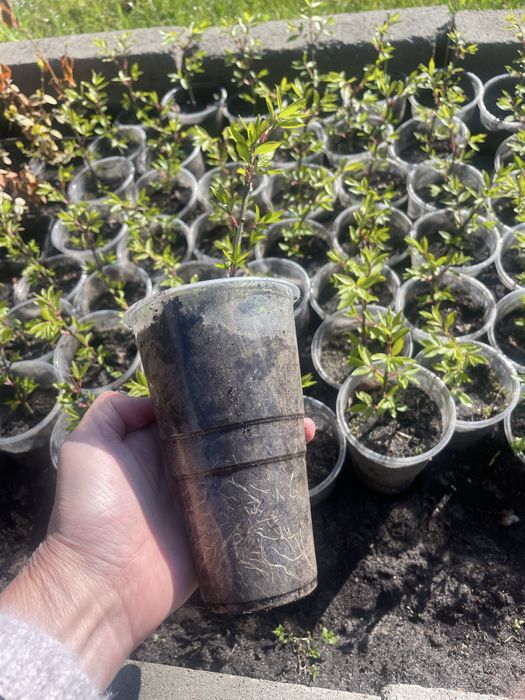 Вічнозелені багаторічні рослини -иберис, гвоздика