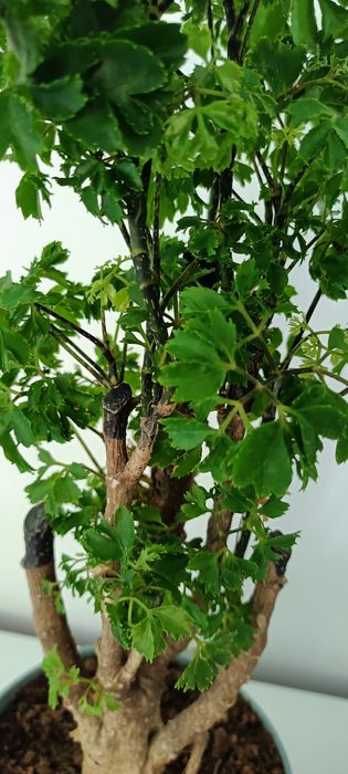 Drzewko Bonsai Polyscias / Aralia (pietruszkowa)