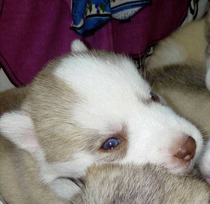 Яскравий хаскі у розквіті сил - шукає даму серця