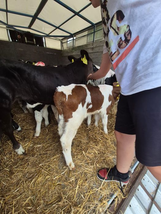 Cielaki z Polskich gospodarstw