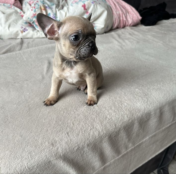 Французький бульдог хлопчик