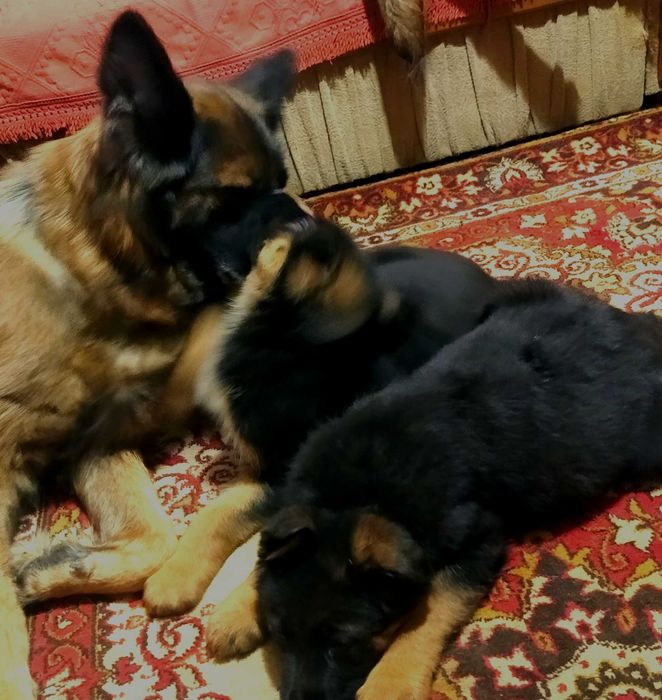 Крупные девочки и мальчики стандарт.