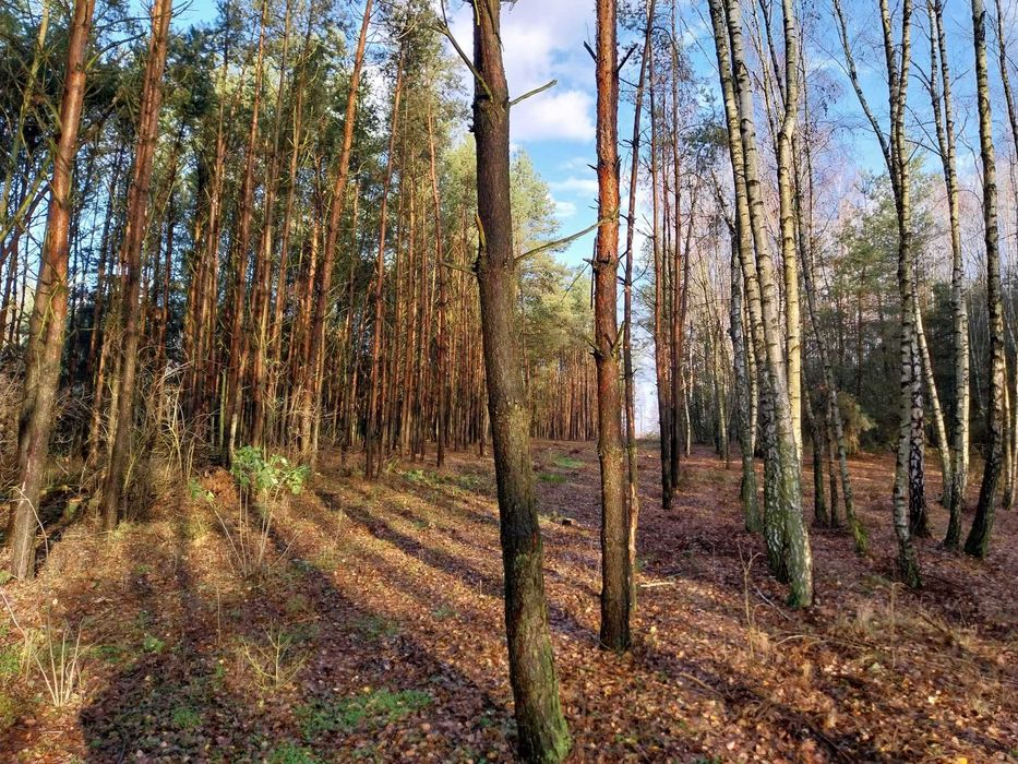 Działka budowlano-rekreacyjna 2000m2 z linią brzegową i lasem