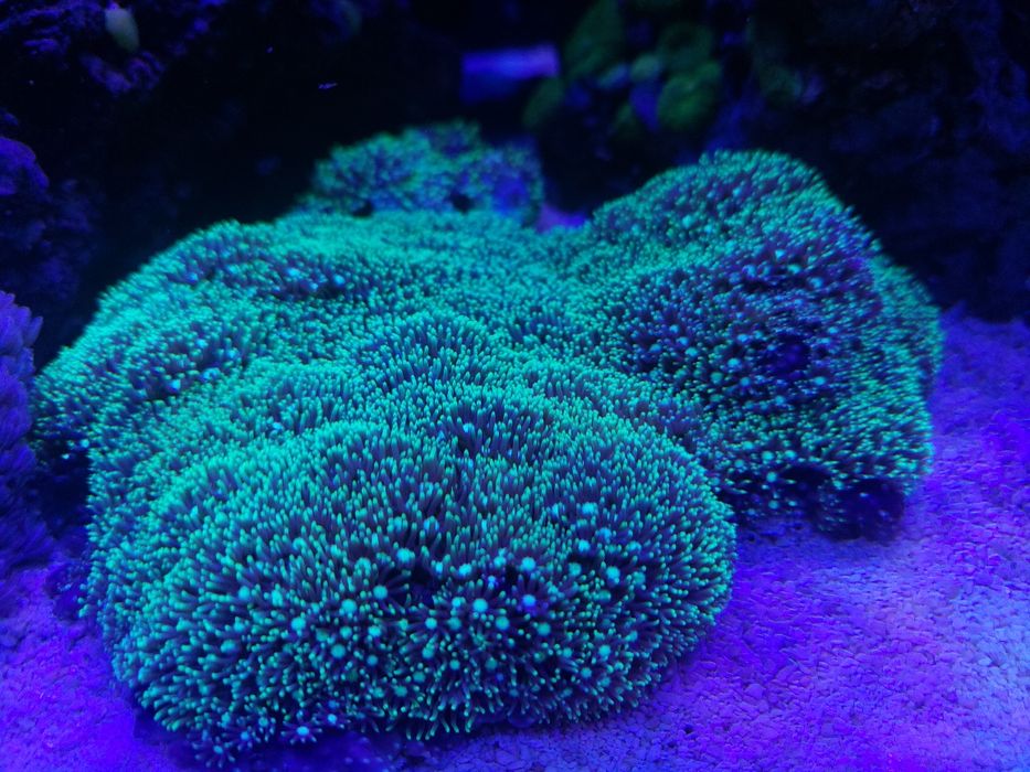 Lobophyton zielony  - szczepka