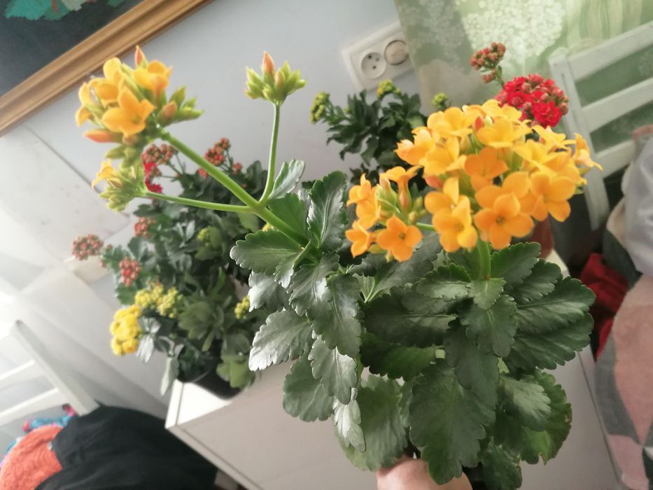 Каланхоє домашні вазони
