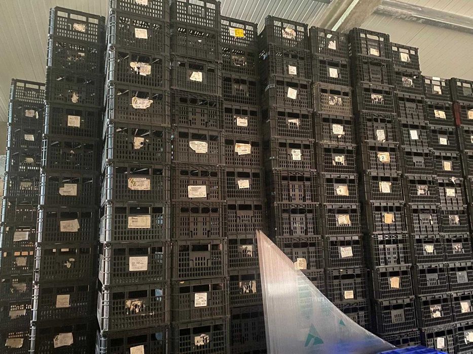 Lote de 600 Caixas de Plástico Agrícolas – 1€/unidade