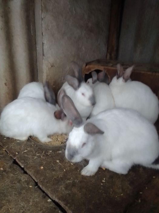 Продаються кролі.