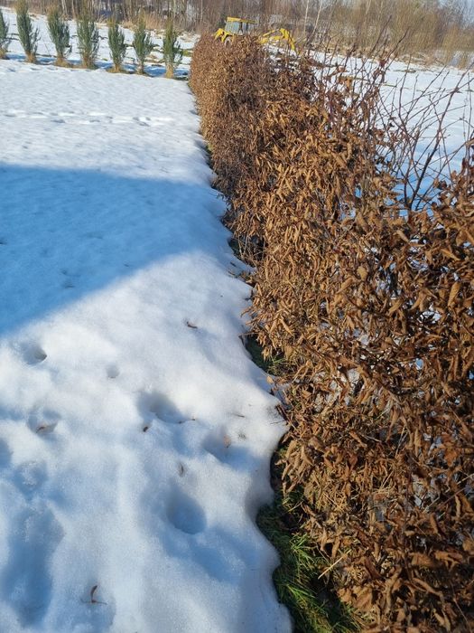 Grab pospolity 3l doniczka