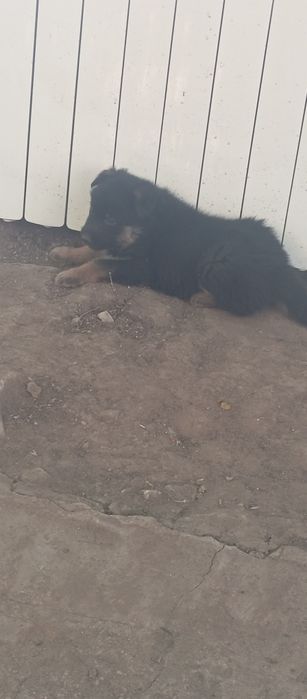 Продам двух щенков немецкой овчарки.