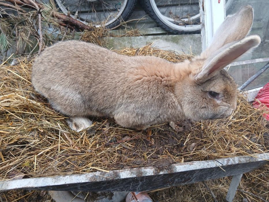 Króliki,  króle, samce,  młode