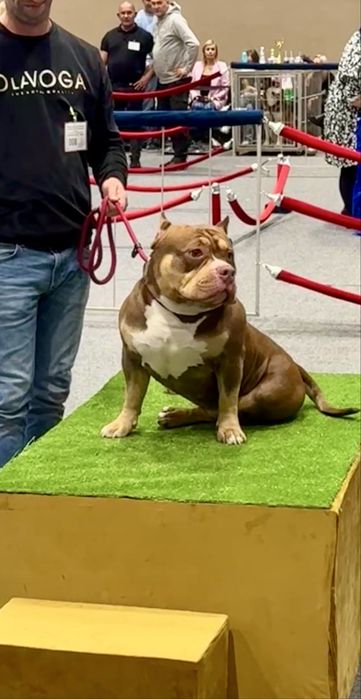 Piesek American Bully lilac tri