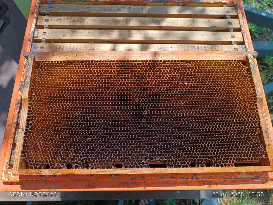 Продам бджолині рамки Рута суш темні