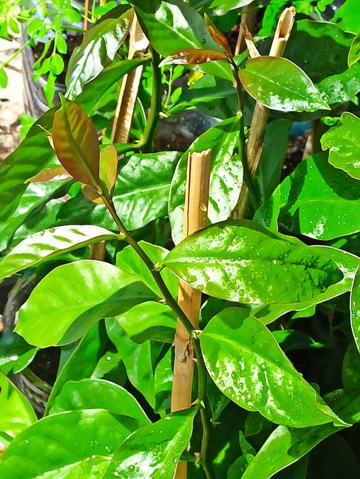 Ora-pro-nobis, pereskia aculeata, trepadeira, planta medicinal