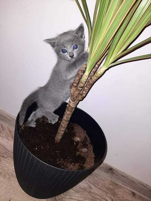 Kociak rosyjski niebieski z Rodowodem World Cat Federation