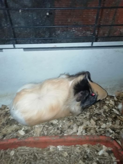 Porquinho da Índia