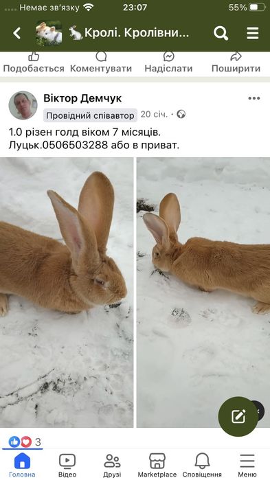 Бельгійський велетень білого і жовтого окрасу