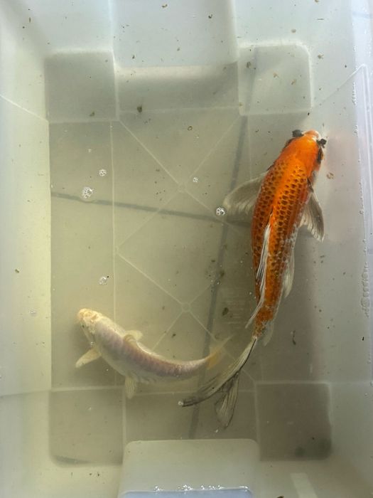 Vendo lote inteiro + 80 kois mais material