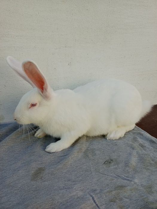 Кролі Термондці , Термондська Біла