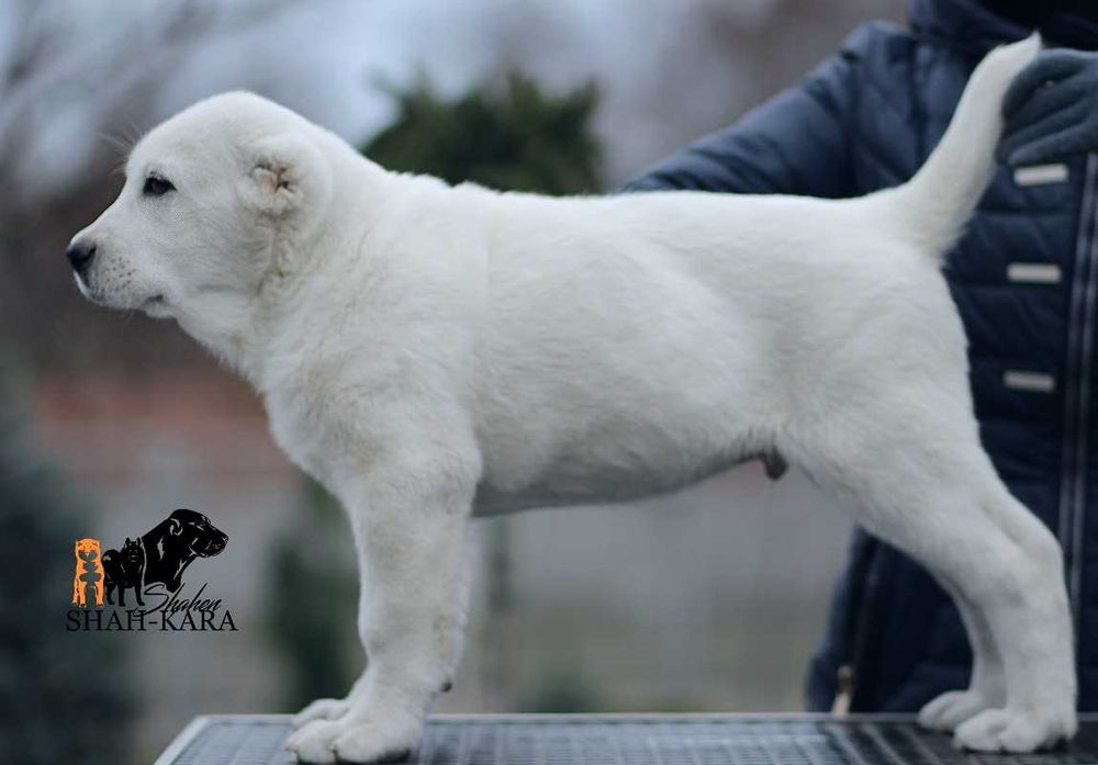 Крупний білий кобель САВ