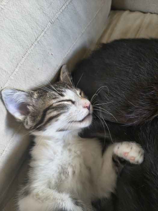 Piękny kocurek do adopcji