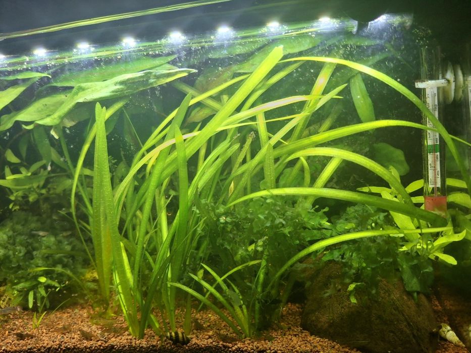 Aquario de 30 litros