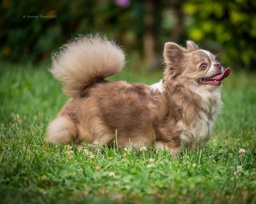 Дівчинка чихуахуа