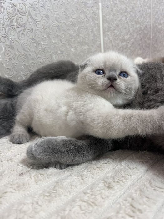 Продам кошеня Scottish Fold