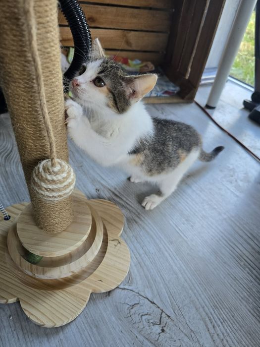 Odpowiedzialnego domku szuka koteczka Lexa do adopcji od zaraz