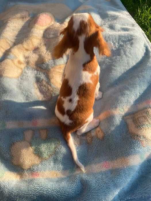 Cavalier King Charles Spaniel*Śliczny piesek