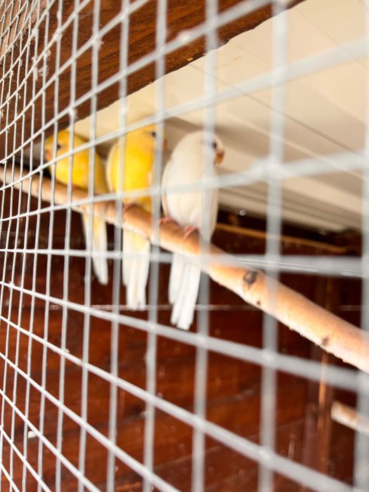 Sprzedam papugi młode samice Aleksandretty nimfy