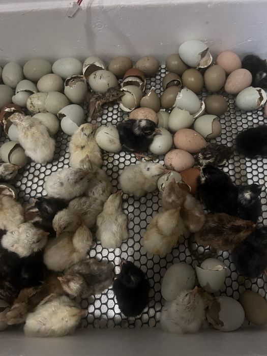 Курчата суточні