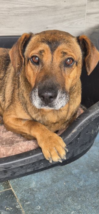 Piesek okolo 6 lat