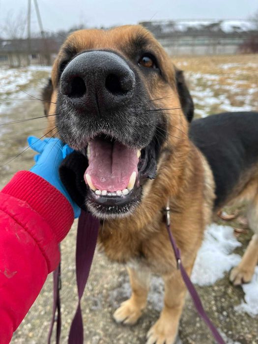 Duży jak Hagrid, czuły jak aniołek – poznaj mnie